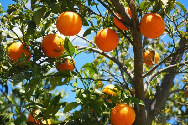 Tariff Shift Forces Rethink of South Africa’s Citrus Export Strategy